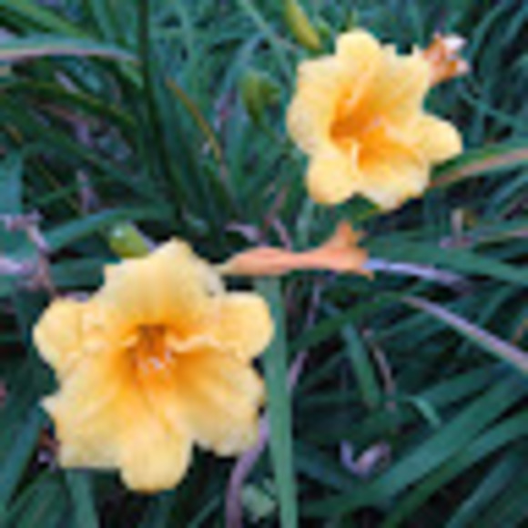 Meet your Posher, L - Picture 1 of 1